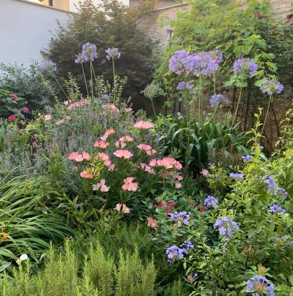 Massif fleuri composé d'agapanthes violettes, d'alstroémères roses et d'arbustes dans un jardin clos